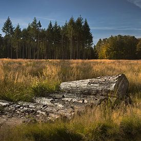 Troncs d'arbres dans la forêt sur Dieter Beselt