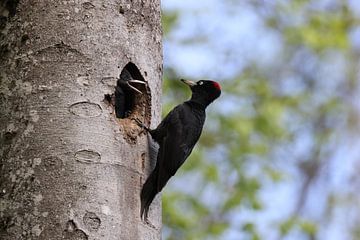 Black Woodpecker ( Dryocopus martius ) feeding young nestling, Swabian Alb Germany von Frank Fichtmüller