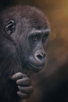 Jonge aandoenlijke gorilla puber van Ron Meijer Photo-Art
