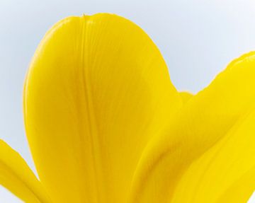 Tulipe jaune sur Anouschka Hendriks