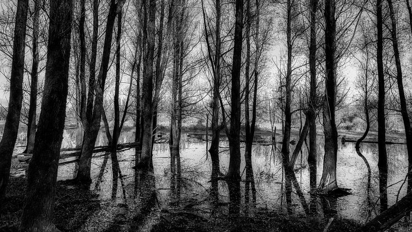 Horsterwold by Bart Uijterlinde