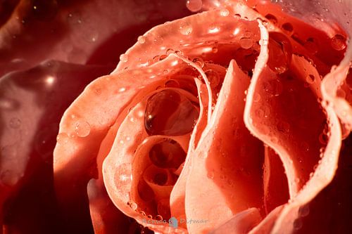 sensuele roos van Remco Ditmar