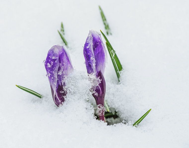 Purple crocus buds in the snow by ManfredFotos