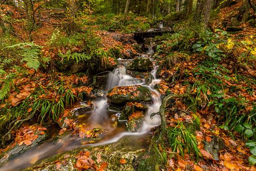 Autumn along the Hoëgne River in the Ardennes