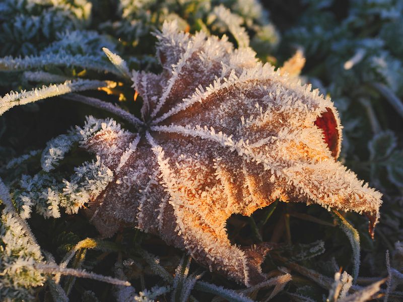 Feuille dans le givre le matin 7 par Jörg Hausmann