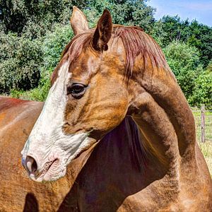 Braunes Pferd in der Sommersonne