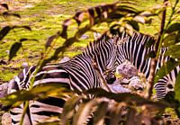 Zebra's / Des zébres