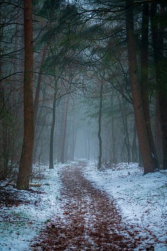 Foggy and snowy forest