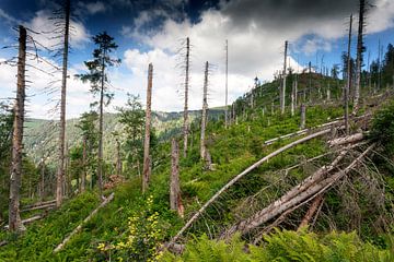 Bannwald op de Feldberg van Jürgen Wiesler