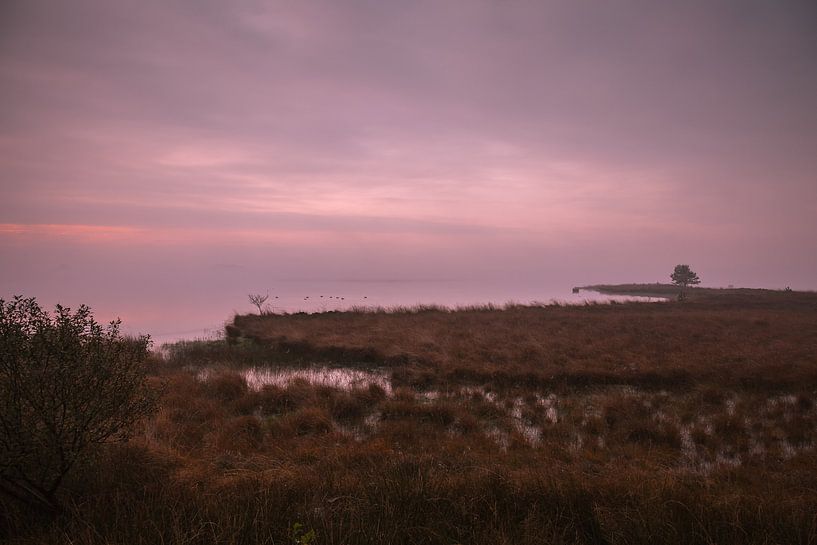 Schlafende Enten in einem Moor auf dem Dwingelderveld kurz vor Sonnenaufgang. von Anneke Hooijer