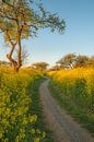 Winding Path by Moetwil en van Dijk - Fotografie thumbnail