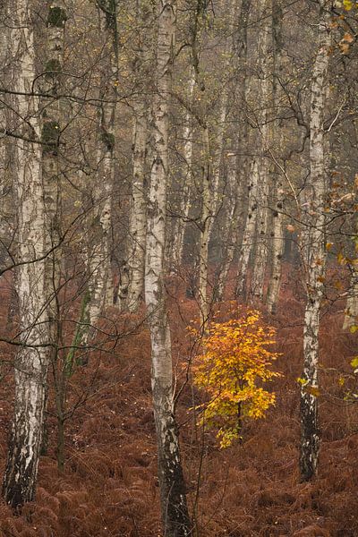 Golden tree among birch trees by Moetwil en van Dijk - Fotografie