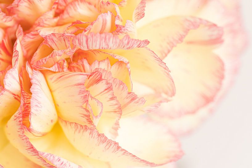 Those carnations aren't that simple. They're... by Monique van Helden