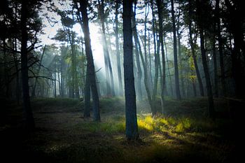 Morgendämmerung im Wald