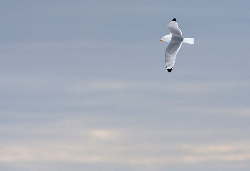Drieteenmeeuw, Rissa tridactyla van Beschermingswerk voor aan uw muur