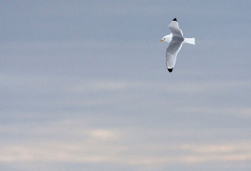 Black-legged Kittiwake, Rissa tridactyla by Beschermingswerk voor aan uw muur