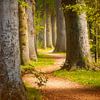 Herfsttafereel, Peerlkamplaan Hilversum (Boomberg) van Pascal Raymond Dorland