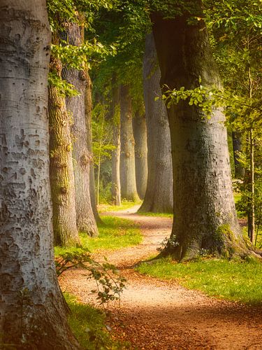Herfsttafereel, Peerlkamplaan Hilversum (Boomberg)