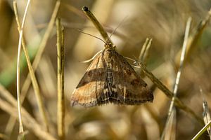 Gammaeule Autographa gamma in einer Wiese