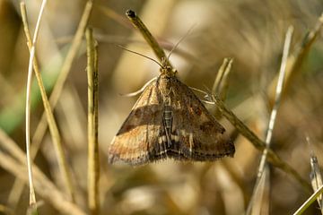 Gamma owl Autographa gamma in a meadow by Animaflora PicsStock