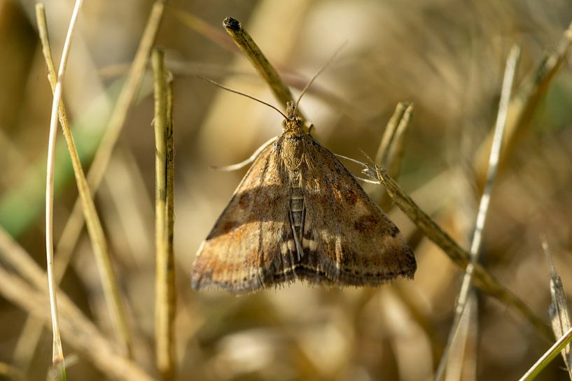 Chouette gamma Autographa gamma dans une prairie par Animaflora PicsStock