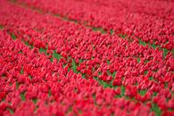 Tulpenzwiebelfelder in Nordholland von Jeroen Stel Miniaturansicht