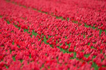 Tulpenbollenvelden in Noord Holland van Jeroen Stel