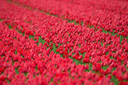 Tulpenbollenvelden in Noord Holland