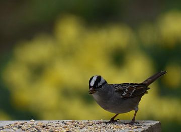 A bird at the garden feeder by Claude Laprise