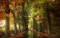 Color Explosion (forêt d'automne néerlandaise) par Kees van Dongen Aperçu