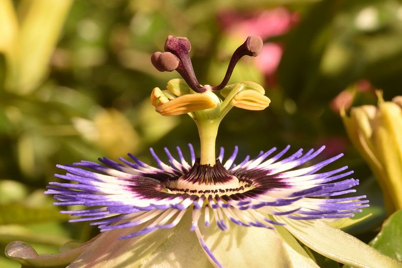 Passiflore avec étamines et stigmates clairs par Robin Verhoef