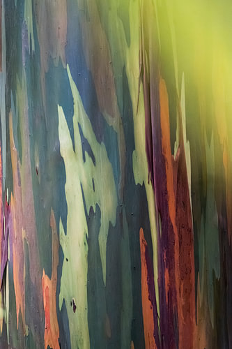 Eucalyptus Schors in Kleurrijke Abstracte Patronen