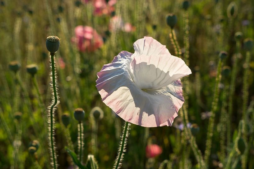 Witte klaproos bloem van Adriana Müller