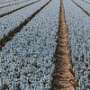 Champs de fleurs aux Pays-Bas sur Sophia Eerden