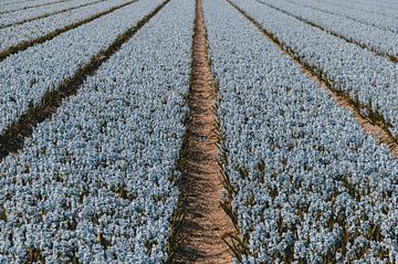 Flower fields in the Netherlands by Sophia Eerden