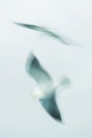 Zeemeeuw in vogelvlucht.