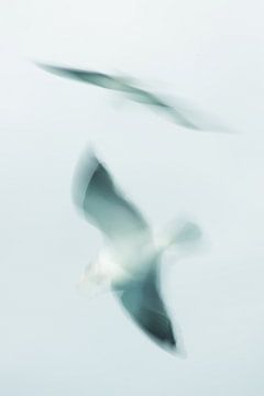Zeemeeuw in vogelvlucht. van KO- Photo