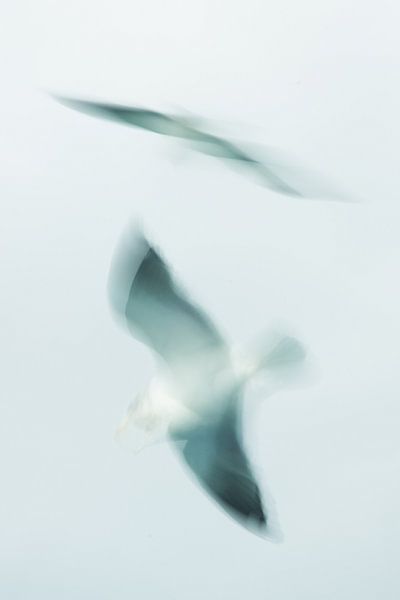 Zeemeeuw in vogelvlucht. van KO- Photo
