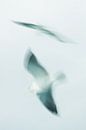 Seagull in a nutshell. von KO- Photo Miniaturansicht