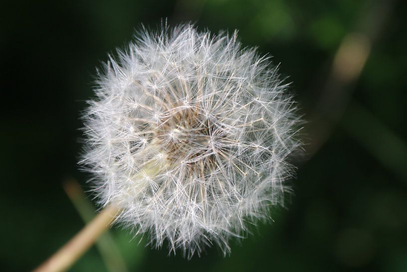 Dandelion with fluff by Silvia Weenink