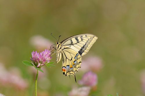 Swallowtail on Cloverflower