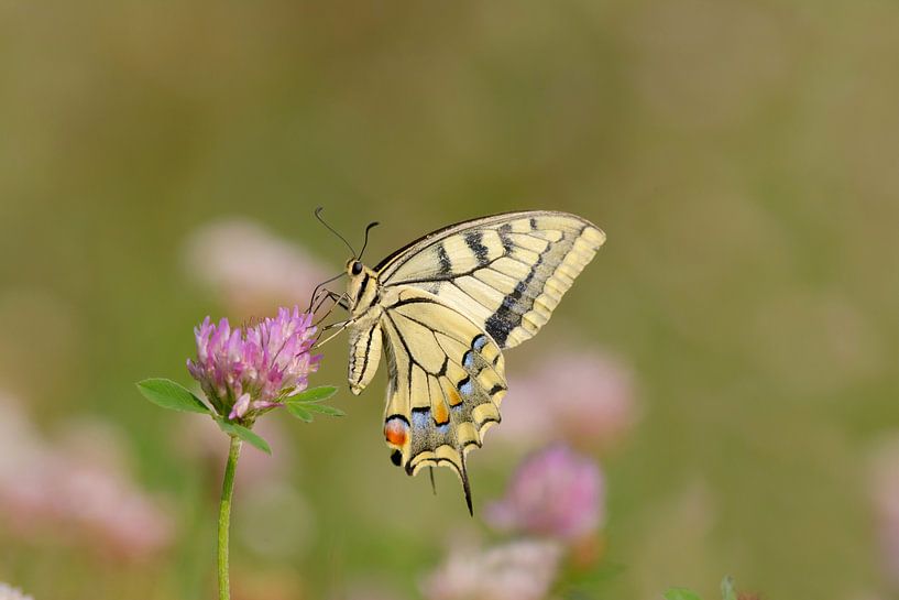 Schwalbenschwanz auf Kleeblume von Remco Van Daalen