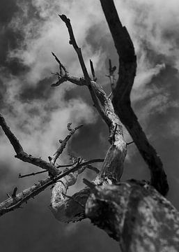 Baumstumpf mit Wolken von Remco Schoonderwoert