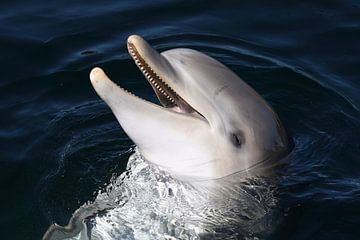 Tuimelaar (Tursiops truncatus) van Ronald Pol