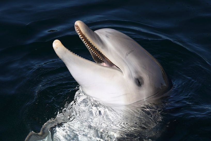 Großer Tümmler (Tursiops truncatus) von Ronald Pol