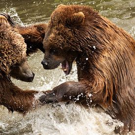 2 beren die vechten van Nicola Mathu