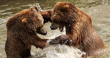 2 ours qui se battent sur Nicola Mathu
