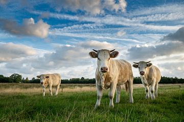 Neugierige Kühe in Burgh-Haamstede von Paula Romein