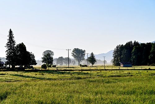 A la lisière de la forêt