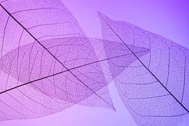 Kleurrijke skeletbladeren